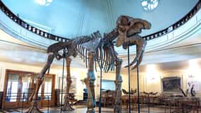 Audioguide für das Museum für Paläontologie und historische Geologie