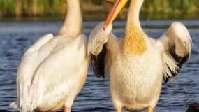 SUPER TOUR: Day Trip to Danube Delta