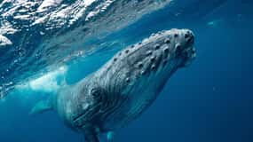 Whale Watching Boa Vista, Speed Boat & Small Groups