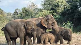 Chiang Mai: Elephant Sanctuary Feeding Program Half-Day Tour