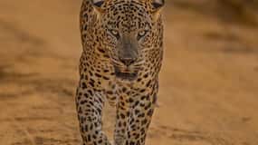 Yala National Park: 7 hours or 12 hours Leopard Wild Safari