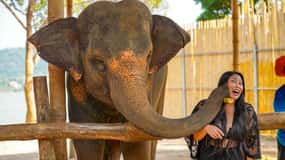 Phuket: Mød, fodr og slap af med en elefant