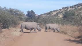 Visite du parc national Kruger 4 jours-3 nuits (véhicule safari ouvert)
