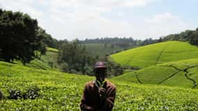 Tea Farm From Nairobi (Kiambethu)