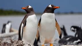 USHUAIA: ALMANZA, LA RUTA DE LA CENTOLLA & AVISTAJE DE PINGUINOS
