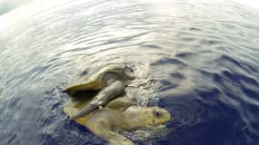 Mazatlán: Marine Safari Adventure & Snorkelen door MUNBA EXP