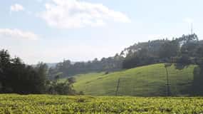 Nairobi: Kiambethu Tea Farm Tour with Lunch