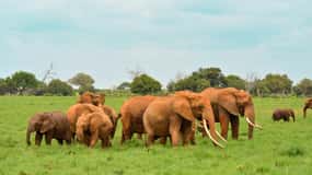 Safari con pernottamento al Parco Nazionale dello Tsavo Est da Mombasa