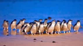 From Melbourne: Penguin Parade & Wildlife Eco Tour