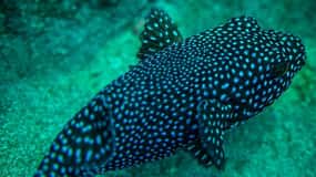 Cano Island Snorkeling Tour from Uvita