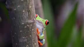 La Fortuna Costa Rica: Nattvandring Tour