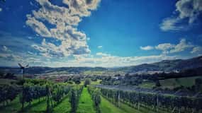 Da Zagabria: Strada del vino di Samobor e Plesivica, privato
