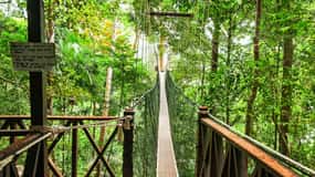 Fra Kuala Lumpur: Heldags Taman Negara Nationalpark