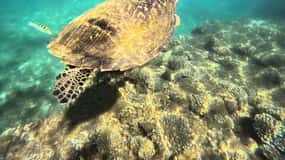 Bali: Błękitna laguna - nurkowanie z rurką w Padang Bai