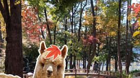Séoul : Circuit Alpaca/Nami/Jardin du matin calme (+Vélo sur rail)