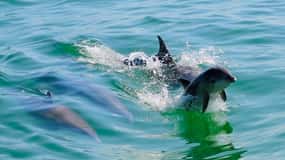 Tarpon Springs: Evening Dolphin Cruise