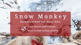 Nagano/Myoko: Jigokudani Snow Monkey Park with private car