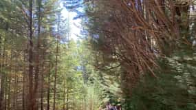 Launceston : visite en Segway de la forêt de Hollybank avec photos