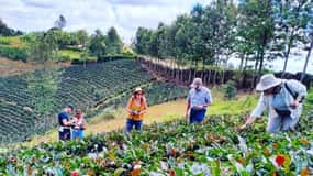 Nairobi: Purple Tea Farm Gatura Greens Day Trip