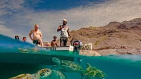 Live Snorkeling & Swimming with Sea Turtles in the Atlantic