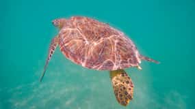 Akumal: laguna yalku y snorkel con tortugas