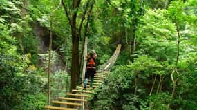 Jacó: 5-in-1 Adrenaline Treetop & Jungle Adventure