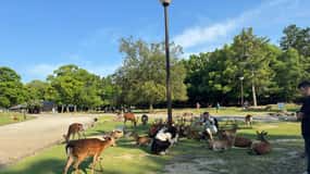 From Osaka/Kyoto: Nara One Day Private Tour