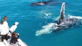 Broome: Whale Watching & Sunset Cruise
