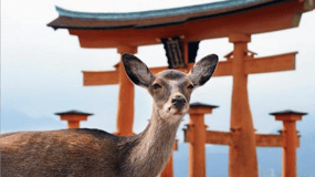 Hiroşima/Miyajima Yerel Rehberli Özel Tur