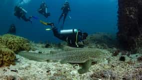 Try scuba Diving Tours To Daymaniyat Islands.