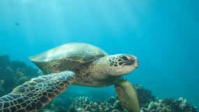 Hilo: Laguna delle tartarughe marine e Snorkeling della spiaggia di sabbia nera