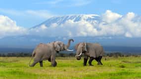 Day Trip: Amboseli National Park & Maasai Village – Nairobi