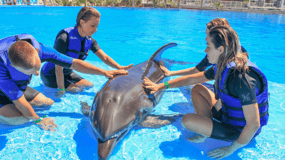 Cabo San Lucas/San Jose del Cabo: Dolphin Encounter