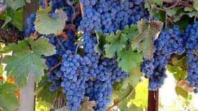 Napa: DeLoach Vineyards Private Wine Tour and Tasting