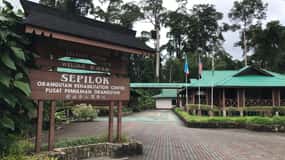 Sepilok Orangutang & Solbjørn Halvdagstur | Sandakan