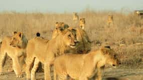 Nairobi National Park Half Day Guided Tour