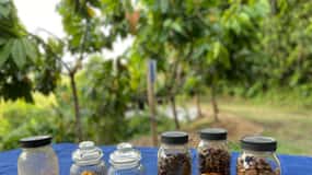 Moca, PR: Cacao Farm Walking Tour and Chocolate Tasting