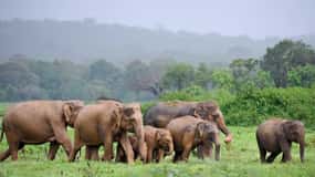 Safari de jipe no Parque Nacional Kaudulla