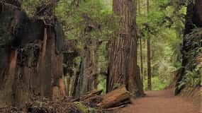Arcatas Redwood Forest: Wanderung durch das smaragdgrüne Blätterdach