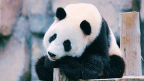 Shanghai: Wild Animal Park Ticket