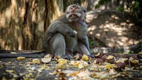 Ubud : Rizière, forêt de singes, cascade Visite privée