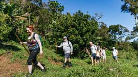 Maui: Rainforest Waterfalls Guided Hike with Picnic Lunch