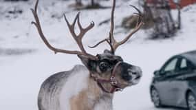 Fairbanks: Reindeer Walk with transportation
