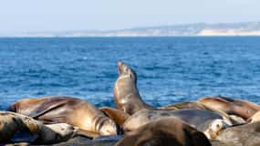 LA-San Francisco : 2-Day Tour with Train Ride and Highway 1
