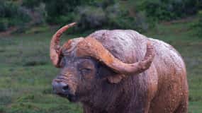 Addo Elephant Full Day Safari / Shore Excursions with BBQ