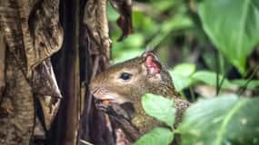 Rio de Janeiro: Tijuca Nemzeti Park és Botanikus Kert túra