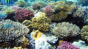 Snorkeling sulla barriera corallina a Gatas Bay