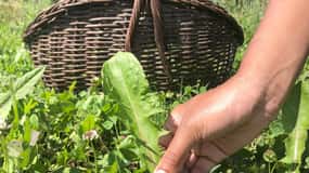 Bologna Forlì: foraging, looking for wild edible herbs