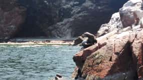 Excursão às Ilhas Ballestas - Paracas