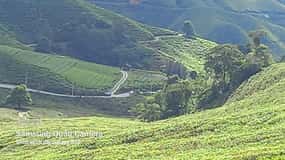 Cameron Highland Day Tour From Ipoh